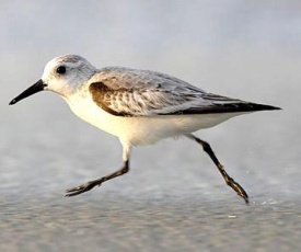 Strandläufer Zempin